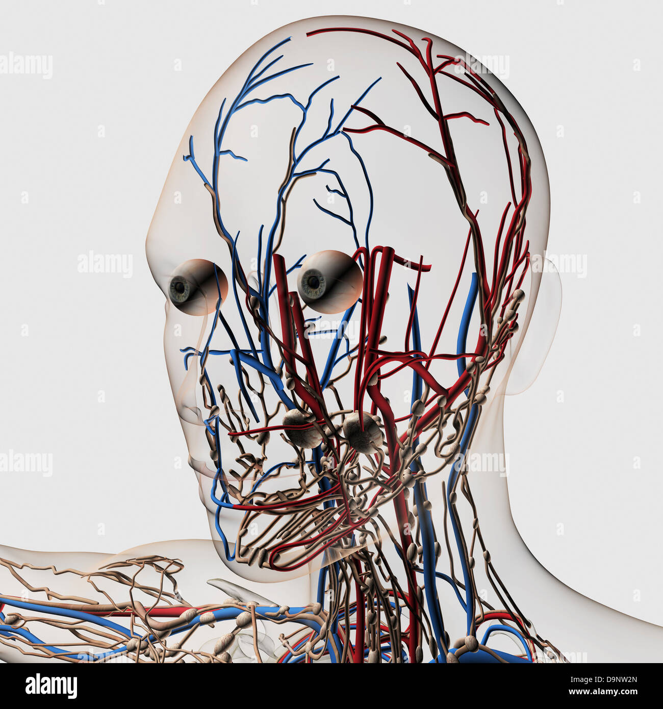 Illustration médicale des artères, veines de la tête et du système lymphatique, vue de face. Banque D'Images Illustration médicale des artères, veines de la tête et du système lymphatique, vue de face. Banque D'Images