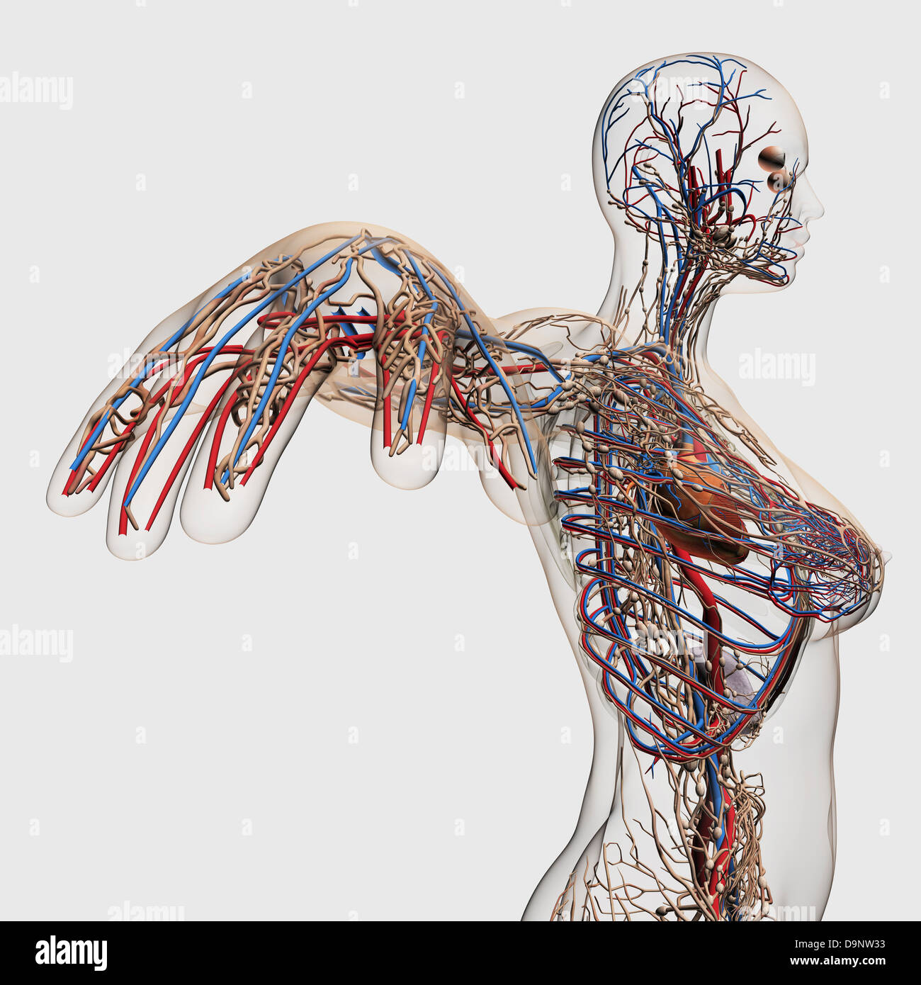 Illustration médicale des artères, veines et système lymphatique avec coeur. Vue de profil de femmes de la poitrine. Banque D'Images Illustration médicale des artères, veines et système lymphatique avec coeur. Vue de profil de femmes de la poitrine. Banque D'Images