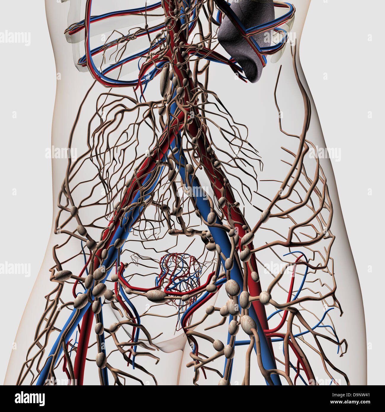 Illustration médicale des artères, veines et système lymphatique en femme  mature, vue de face Photo Stock - Alamy