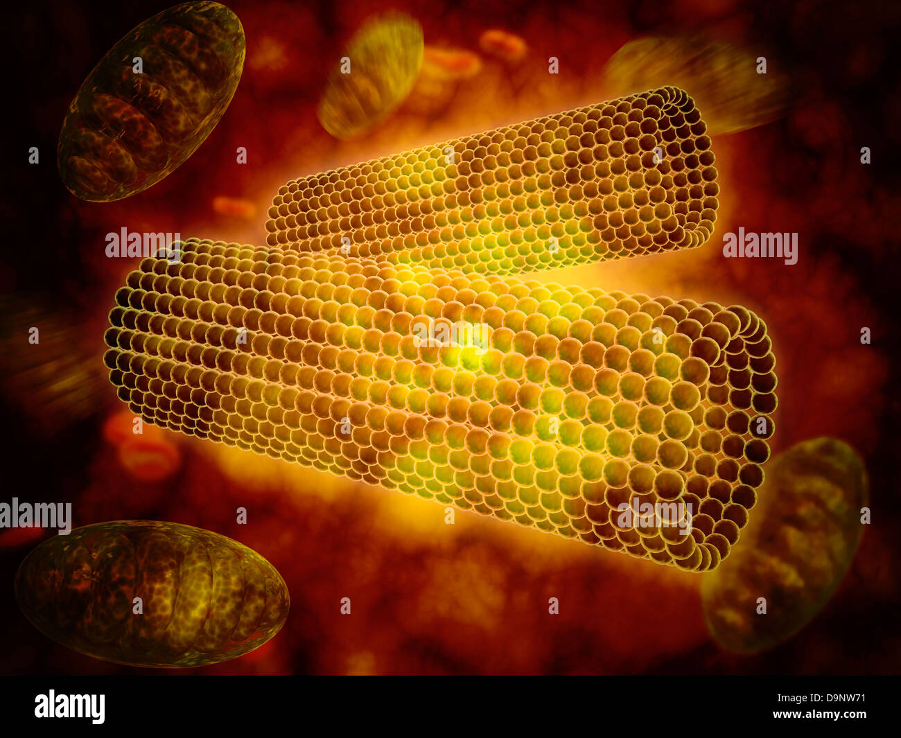 Vue microscopique des centrioles dans une cellule humaine. Banque D'Images