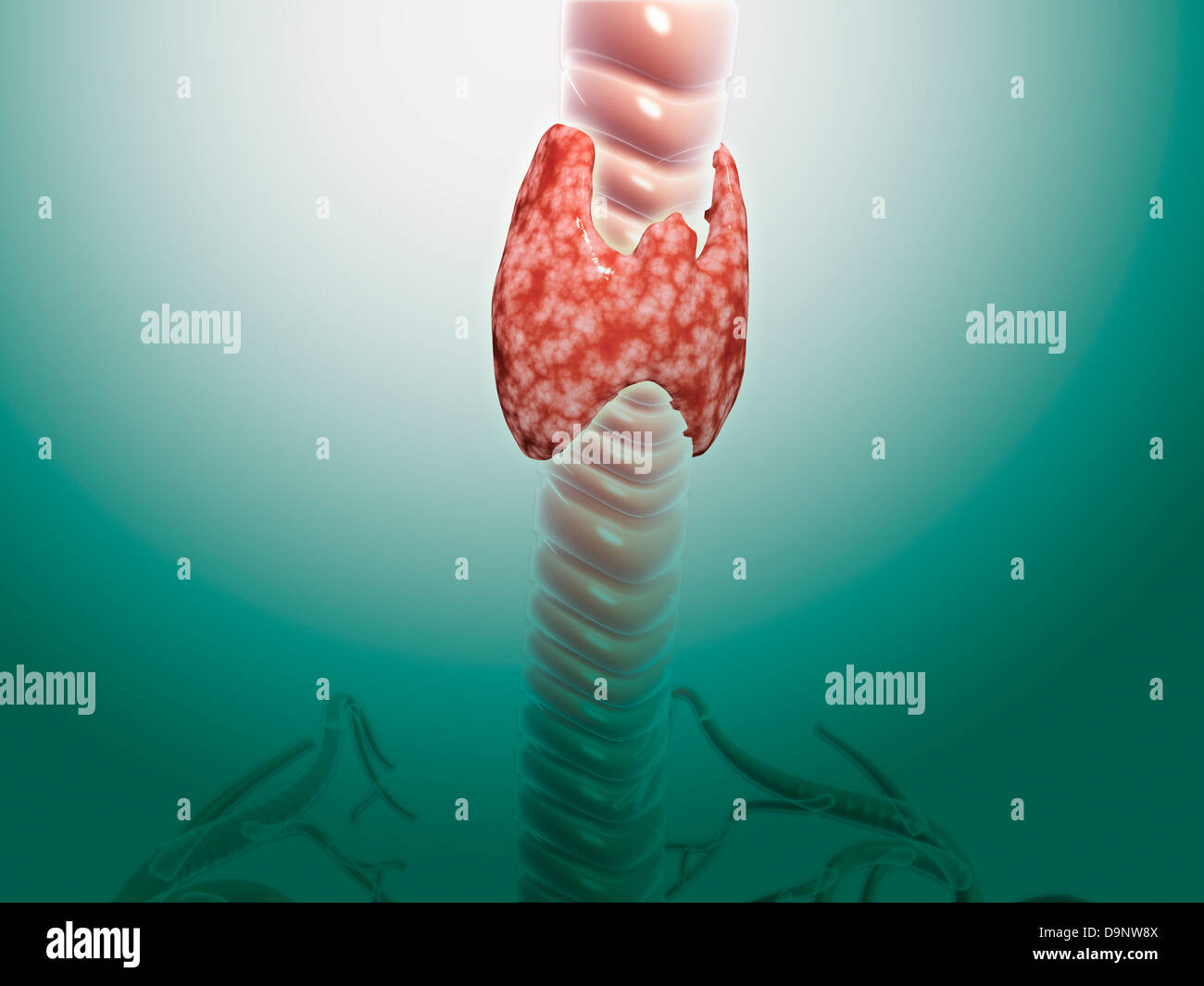 Vue rapprochée de la glande thyroïde. Banque D'Images