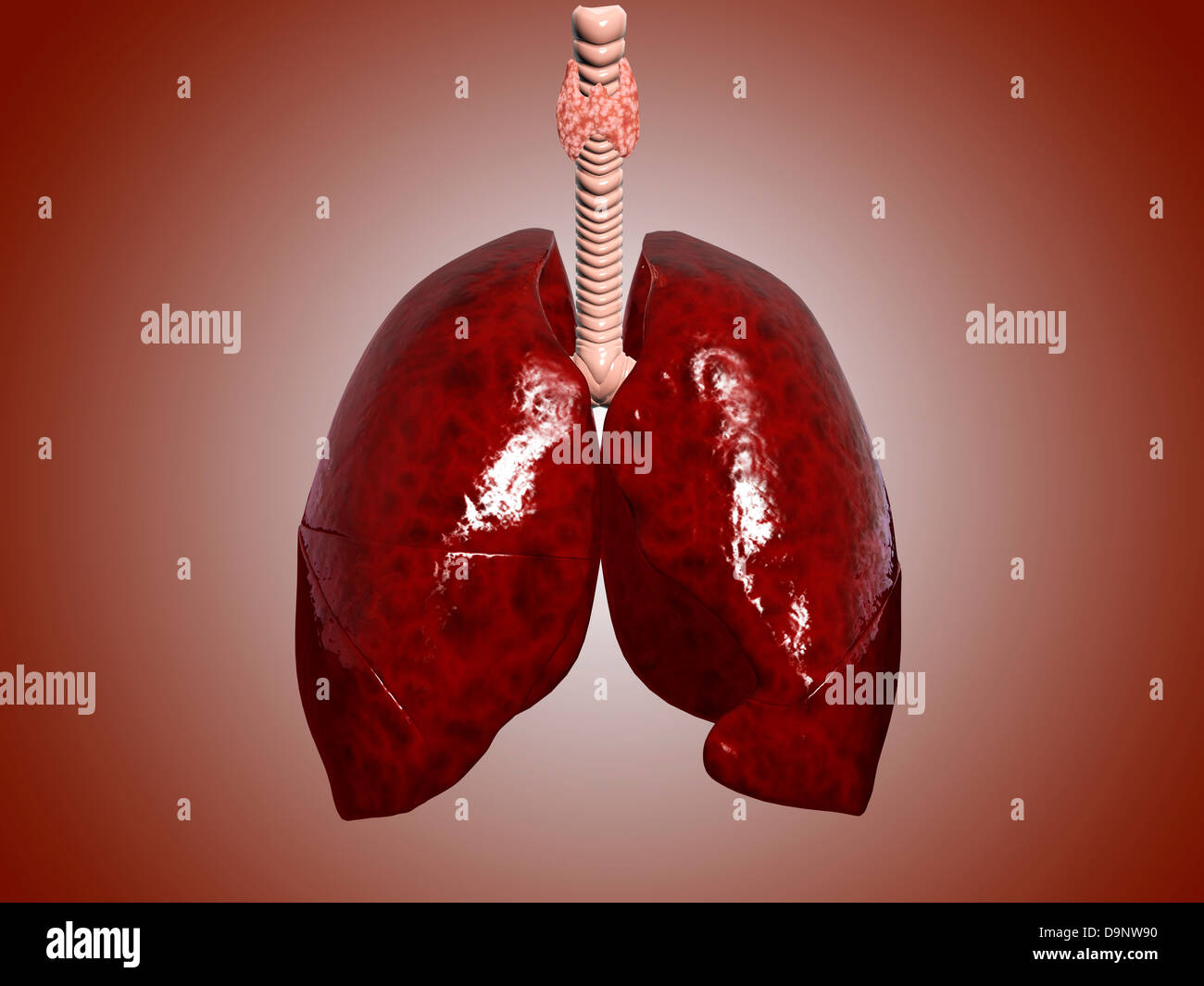 Illustration de la trachée avec les poumons. Banque D'Images