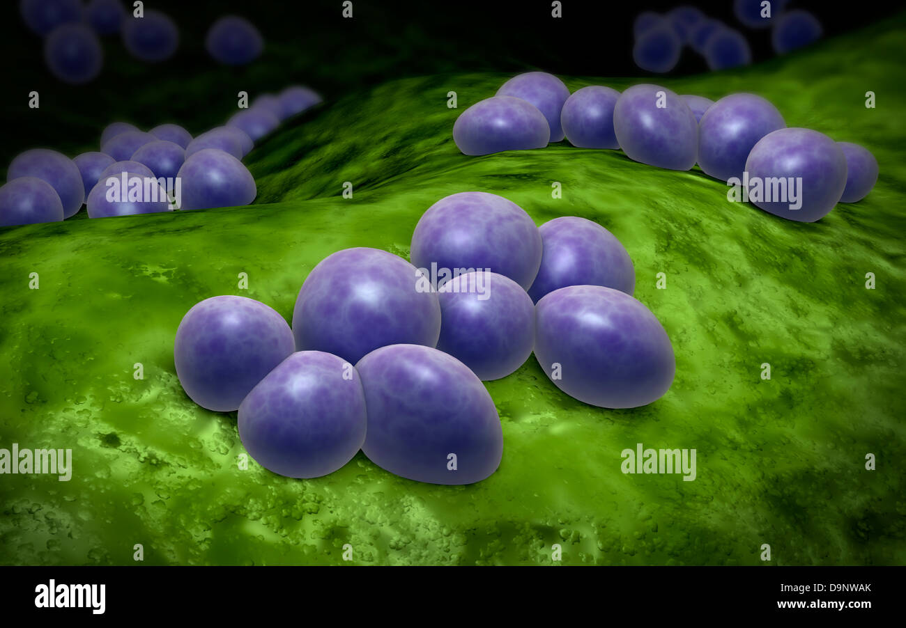 Vue microscopique d'un staphylocoque. Banque D'Images