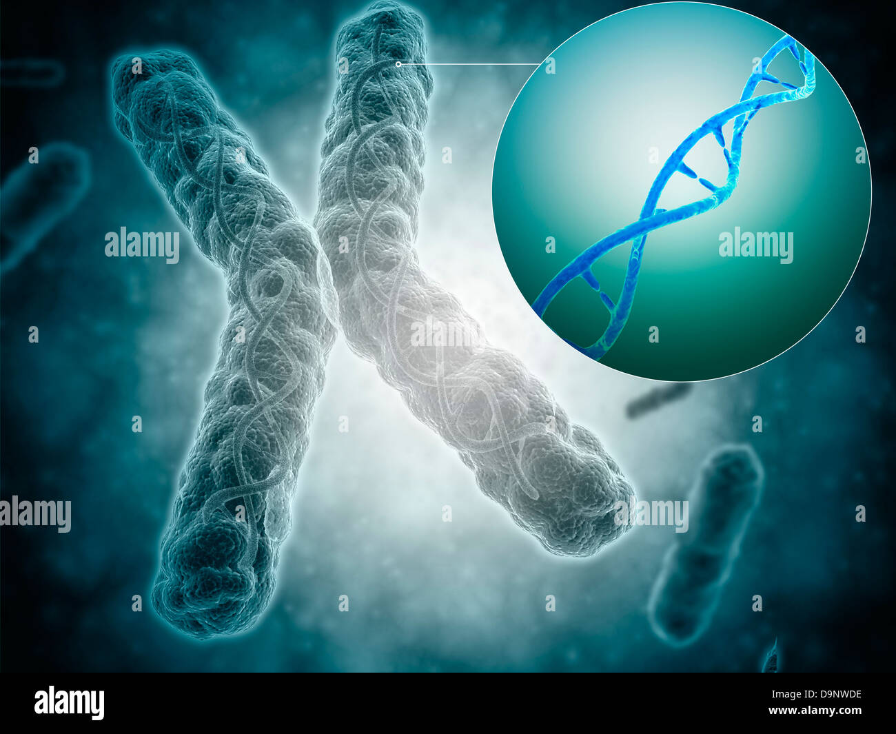 Image conceptuelle d'un télomère montrant une structure d'ADN. Banque D'Images