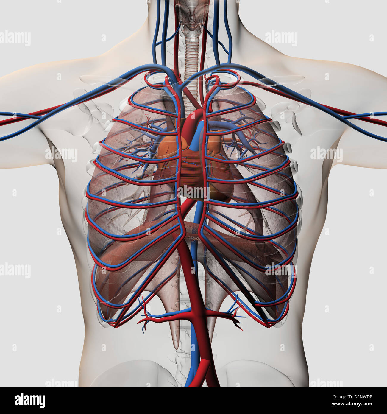 Trois dimensions de l'homme illustration médicale montrant la poitrine artères, veines, le coeur et la cage thoracique. Banque D'Images