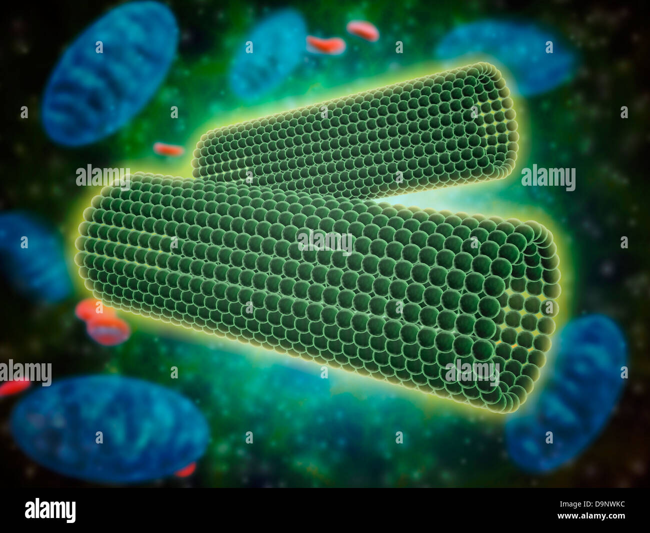 Vue microscopique des centrioles dans une cellule humaine. Banque D'Images