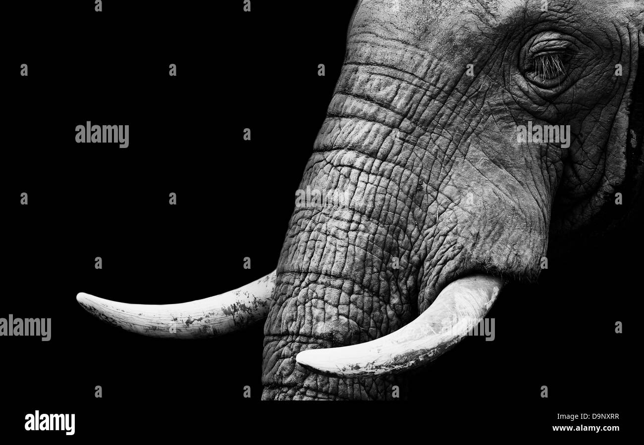 Image noir et blanc artistique d'un éléphant d'Afrique Banque D'Images