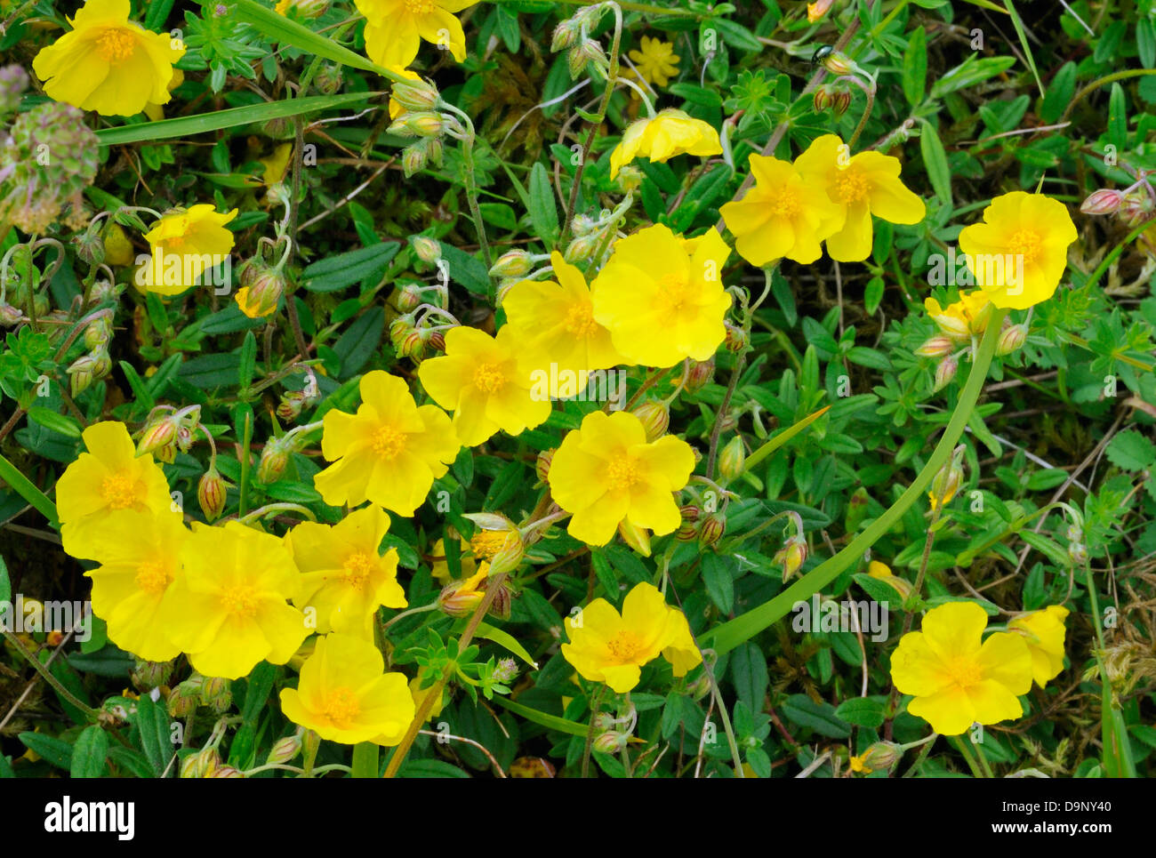 Rock commun-rose - Helianthemum nummularium Group de fleurs Banque D'Images