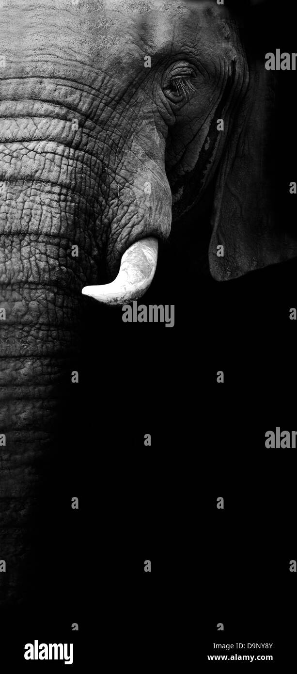 Image noir et blanc artistique d'un éléphant d'Afrique Banque D'Images