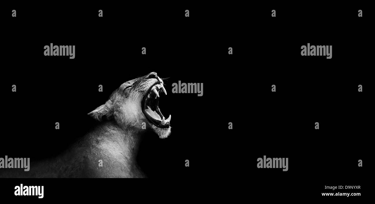 Image noir et blanc artistique d'un rugissement de lion Banque D'Images