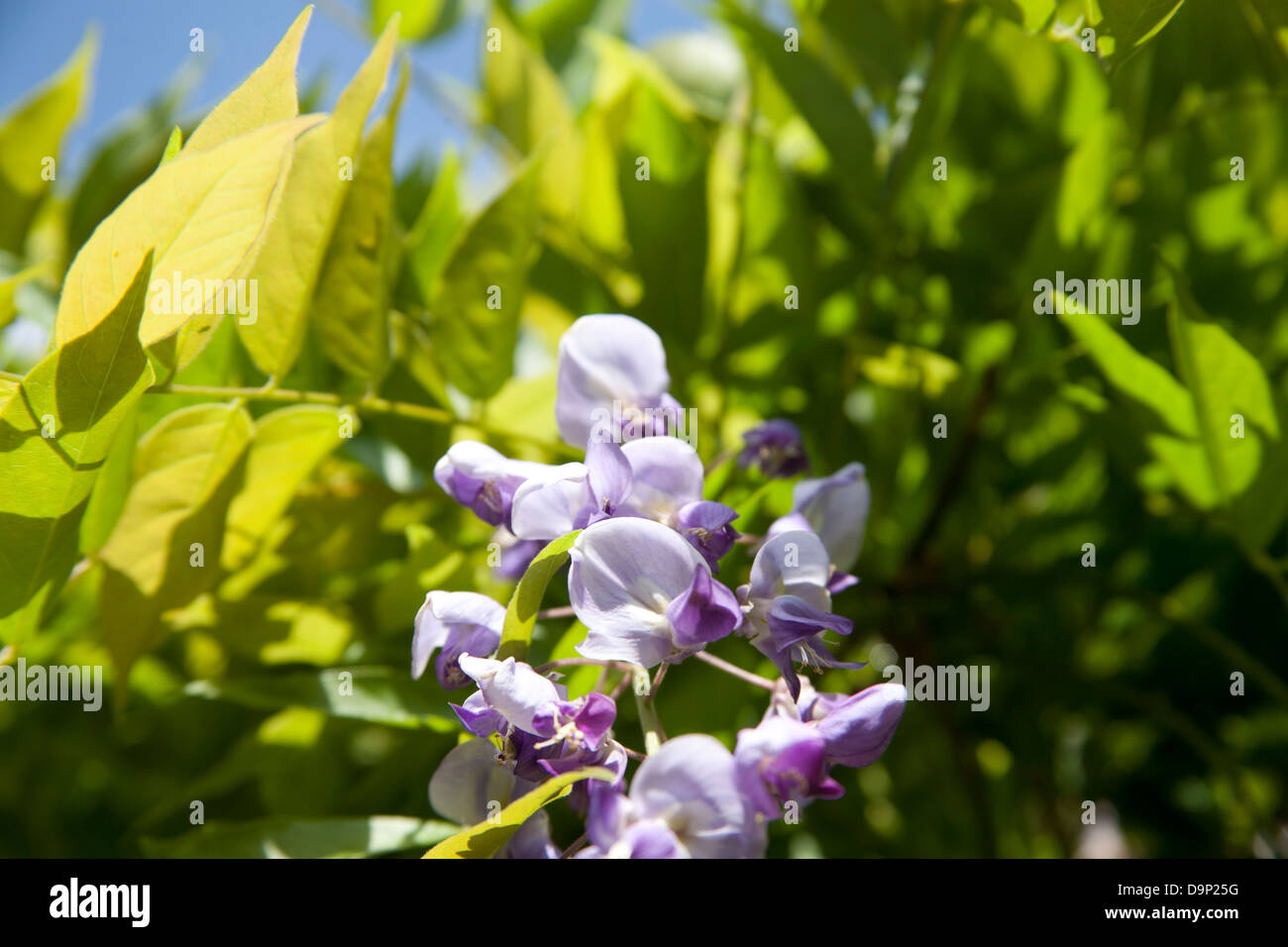 Fleurs de glycine dans un jardin en Irlande Banque D'Images