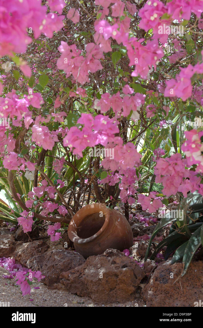 Bush en fleurs et pichet en grès Banque D'Images