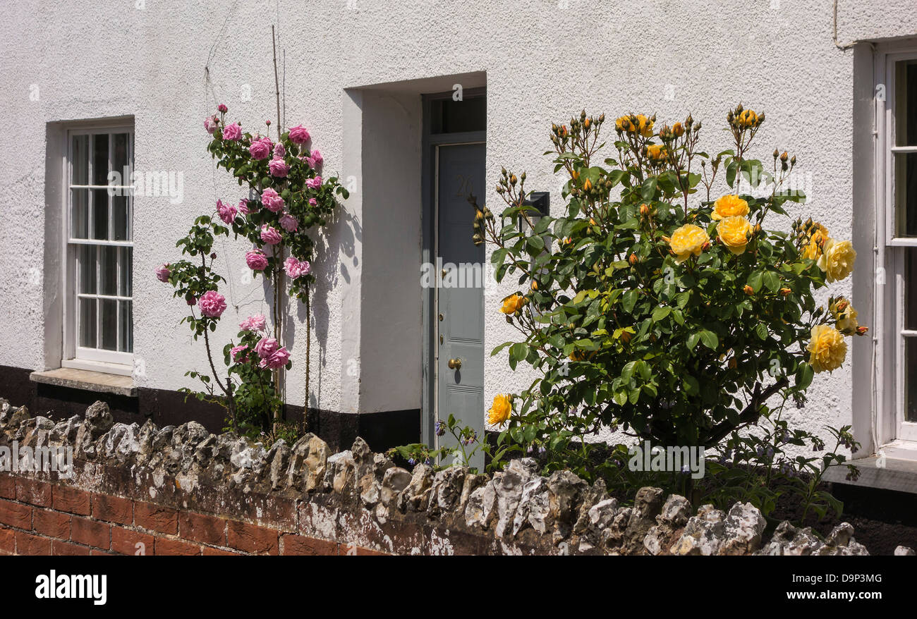Cottage avec rosiers grimpants, Devon, Angleterre, Royaume-Uni. Banque D'Images