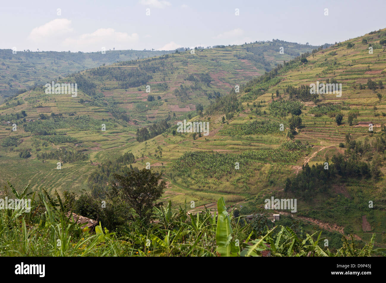 Les terres agricoles et les terrasses en région sud-ouest de l'Ouganda. Banque D'Images
