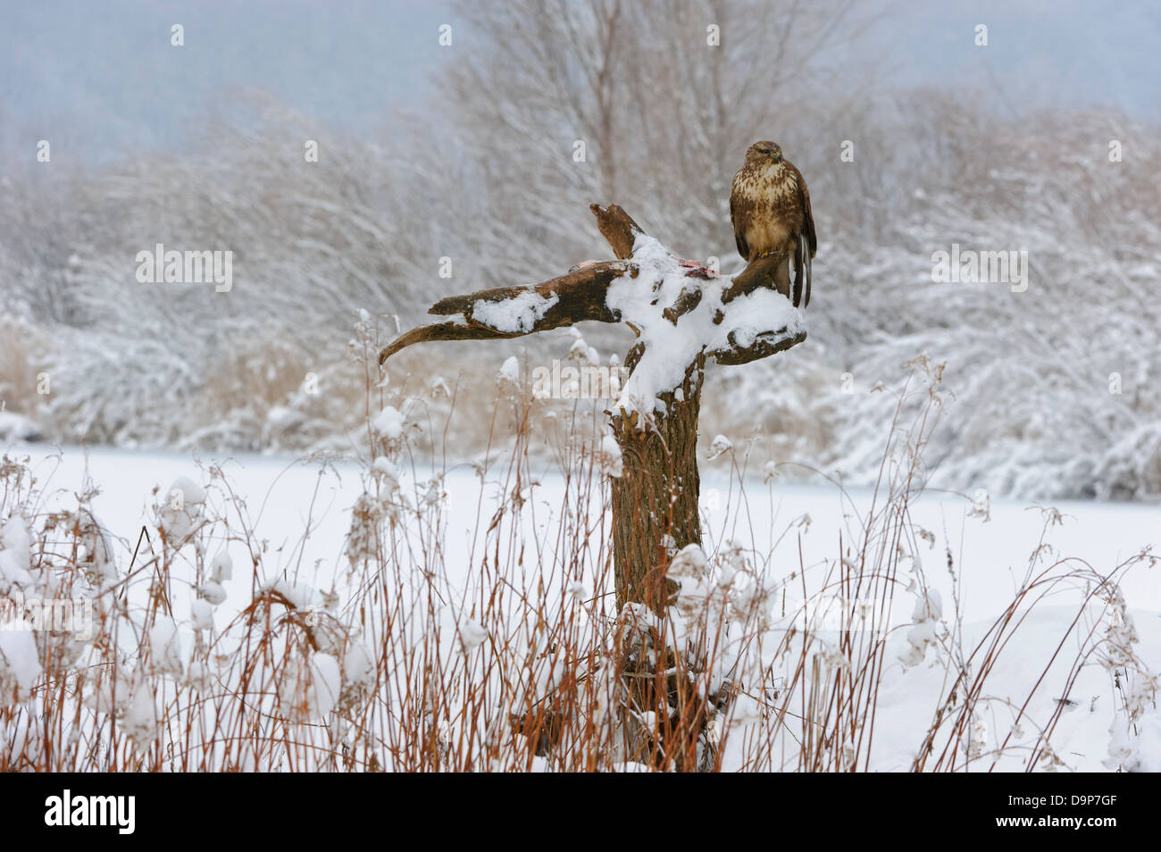 Maeusebussard, Buse variable, Buteo buteo Banque D'Images
