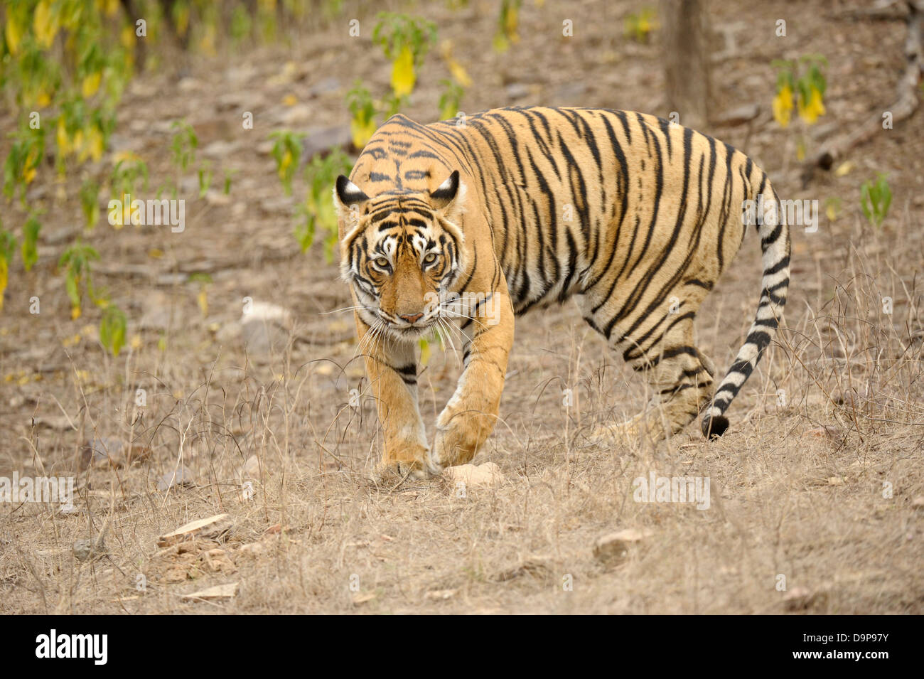 Approche de tigre de l'Inde dans les forêts sèches du parc national de Ranthambore Banque D'Images