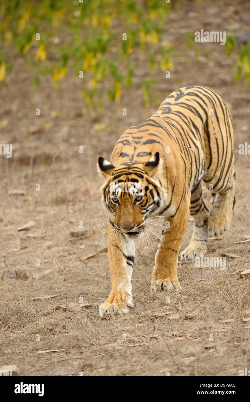 Approche de tigre de l'Inde dans les forêts sèches du parc national de Ranthambore Banque D'Images