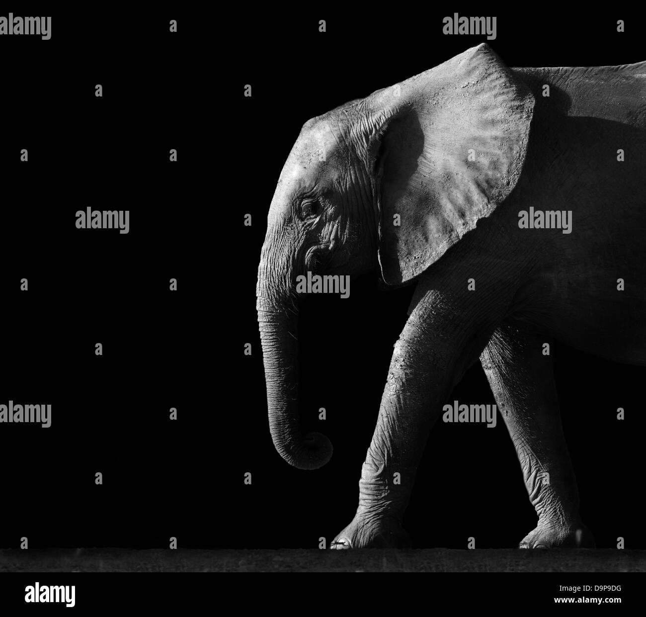 Image noir et blanc artistique d'un éléphant d'Afrique Banque D'Images