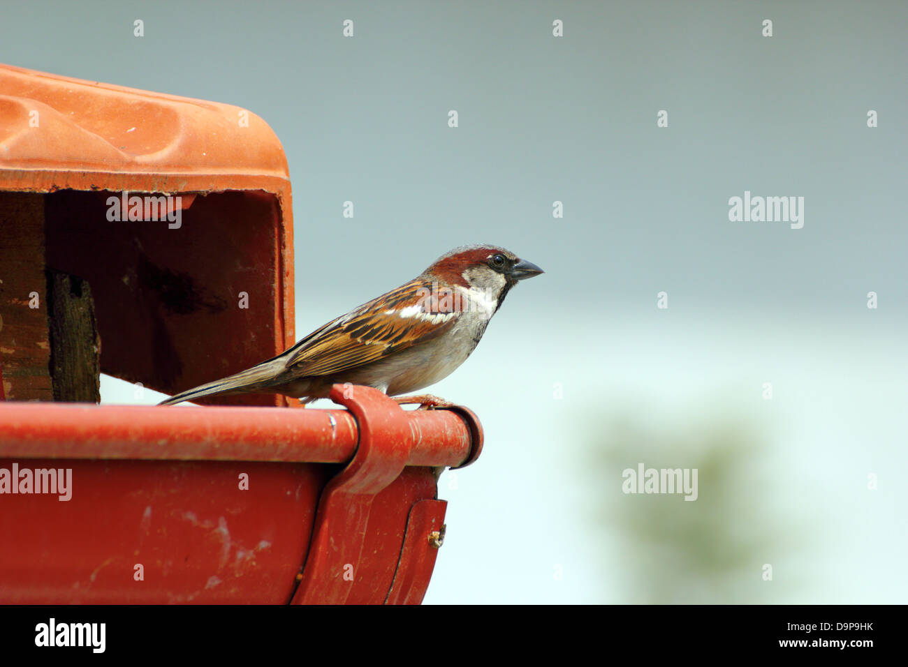 Moineau domestique mâle ( Passer domesticus ) debout sur le toit pour défendre son territoire Banque D'Images