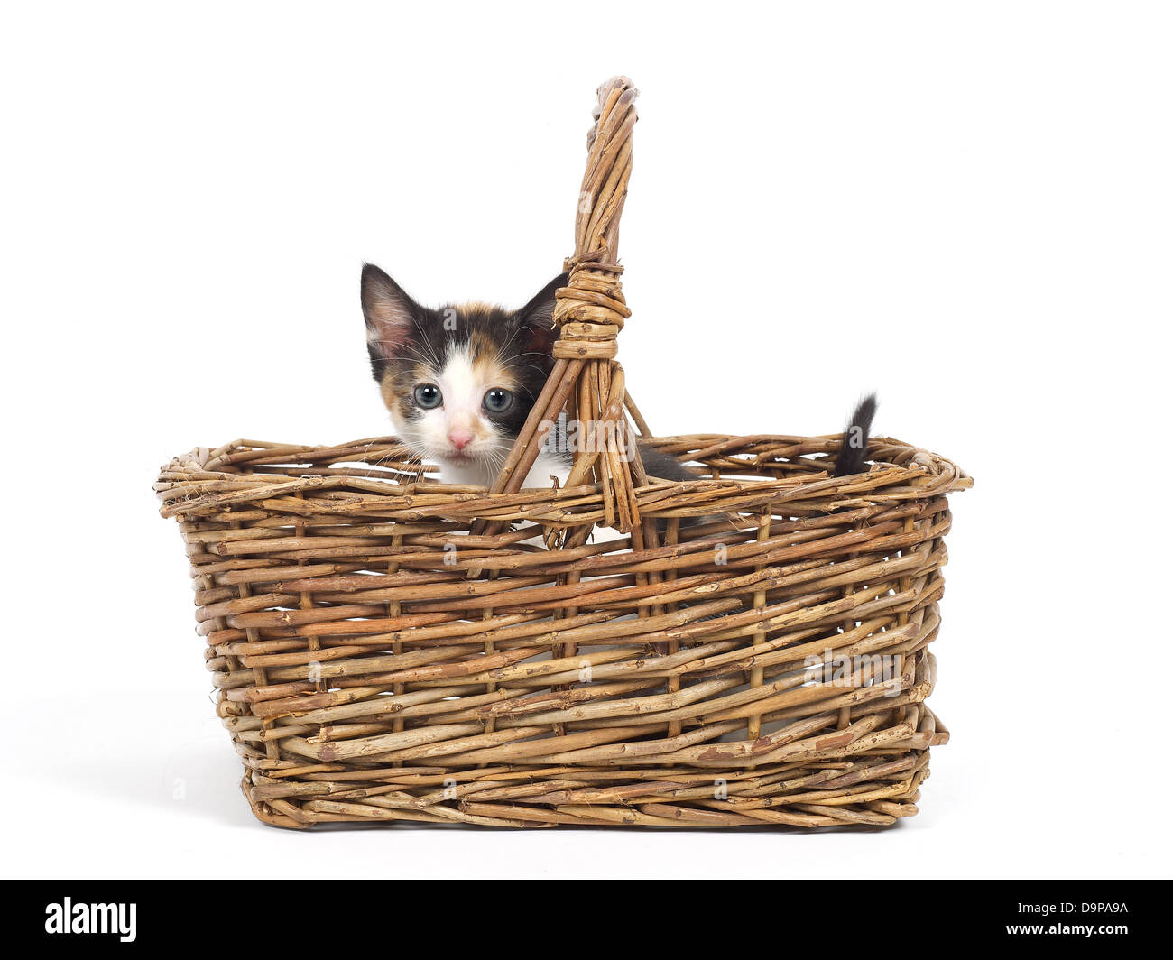 Petit Beau Chat Deux Dans Le Panier En Osier Image stock - Image du intérieur, poilu: 45393413