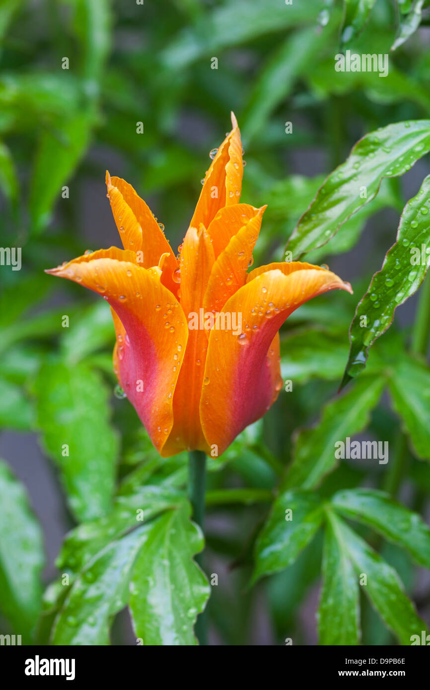Orange Tulip tulipa, Banque D'Images
