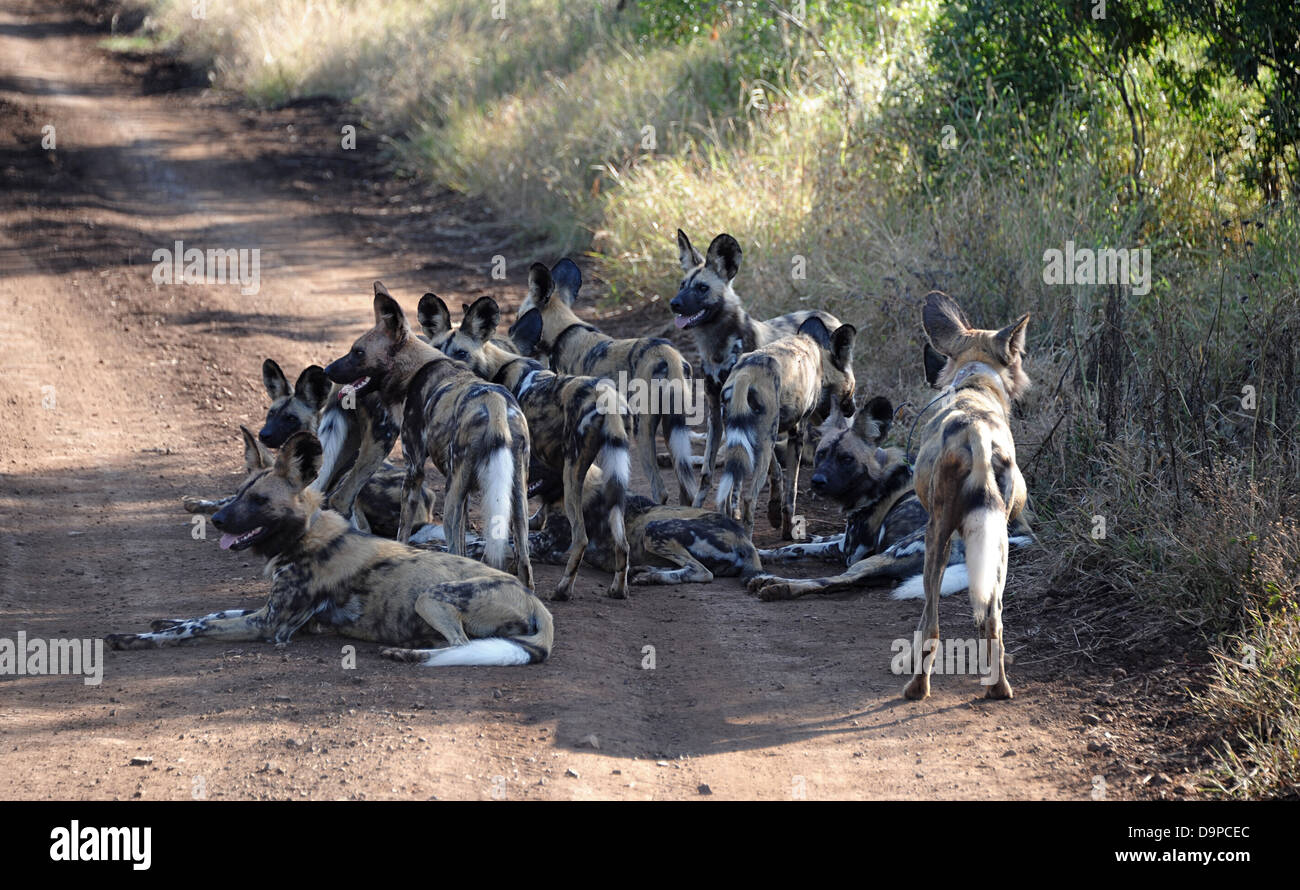 Pack de chiens de chasse sauvage d'Afrique sur route en Thanda game reserve, Afrique du Sud. Banque D'Images