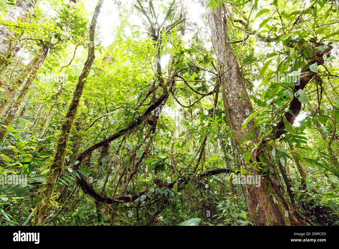 Enchevêtrement de lianes dans l'intérieur de la forêt tropicale primaire, l'Équateur Banque D'Images