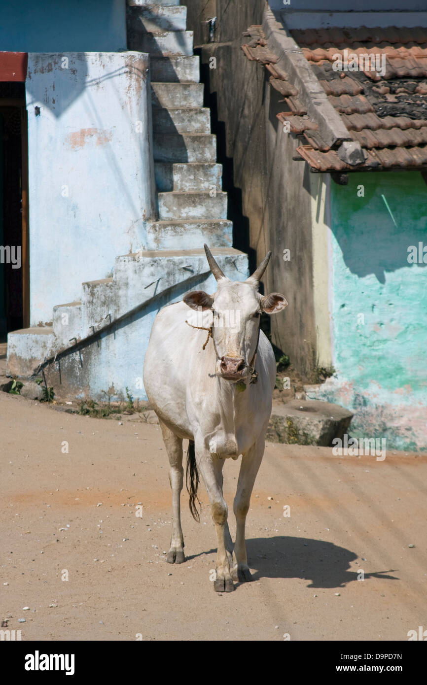 L'Asie, l'Inde, Karnataka, Belur, une vache sacrée dans les rues de Belur Banque D'Images