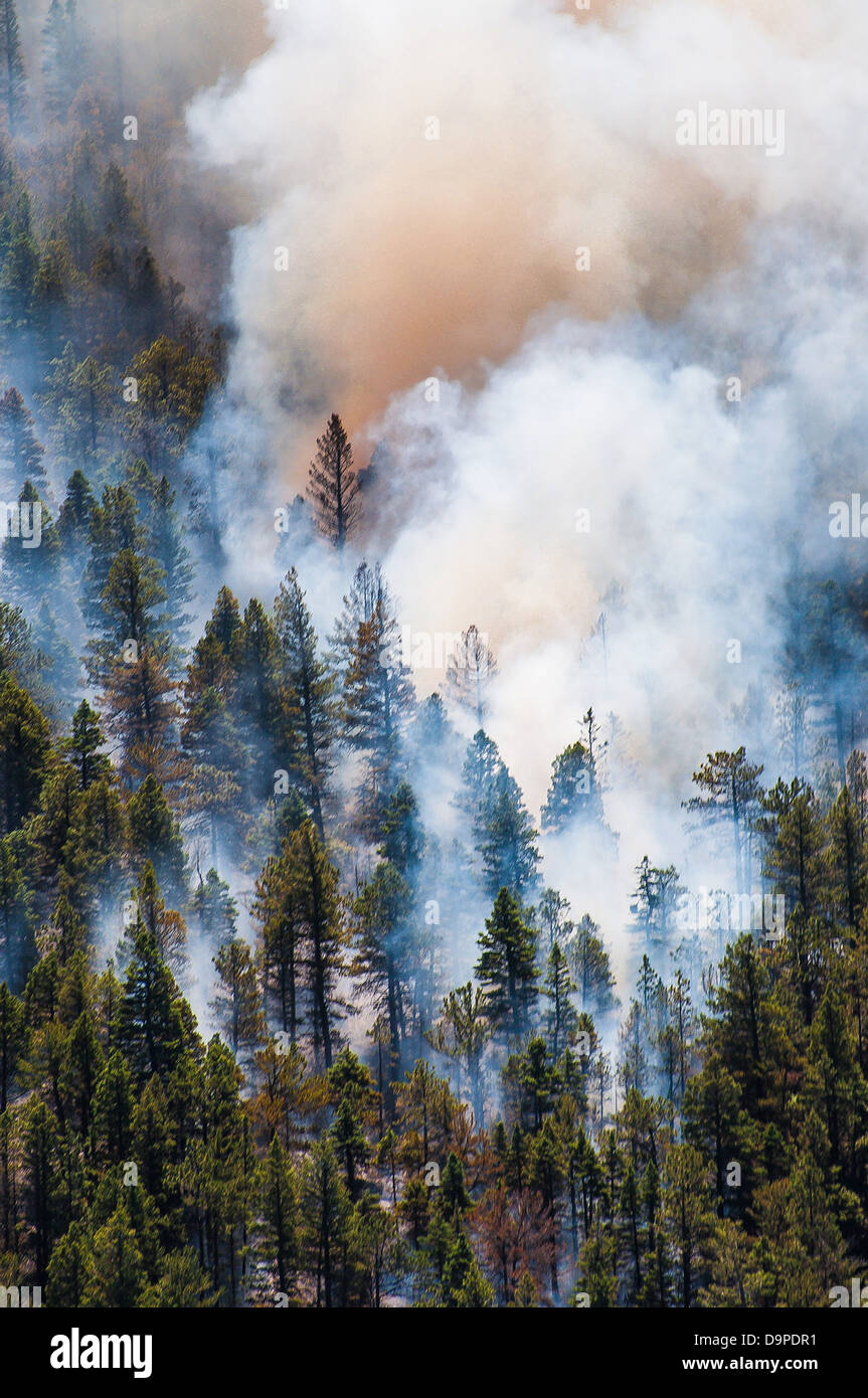 Incendie de forêt fait rage de pointe est le 21 juin 2013 près de La Veta, CO. L'incendie a commencé après une foudre a détruit 13 000 hectares de forêt. Banque D'Images