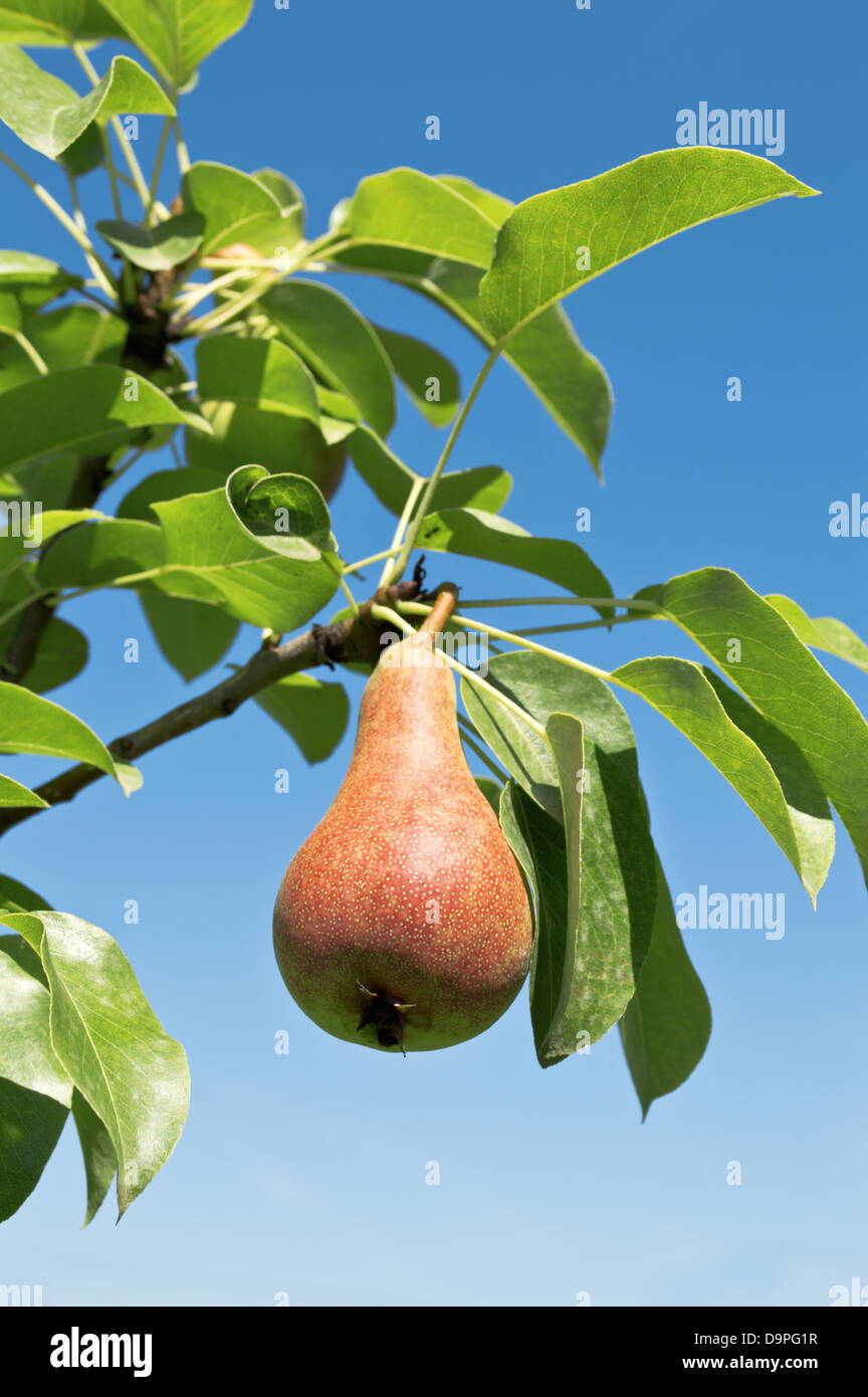 Jeunes savoureux pendaison de poire sur arbre. Banque D'Images