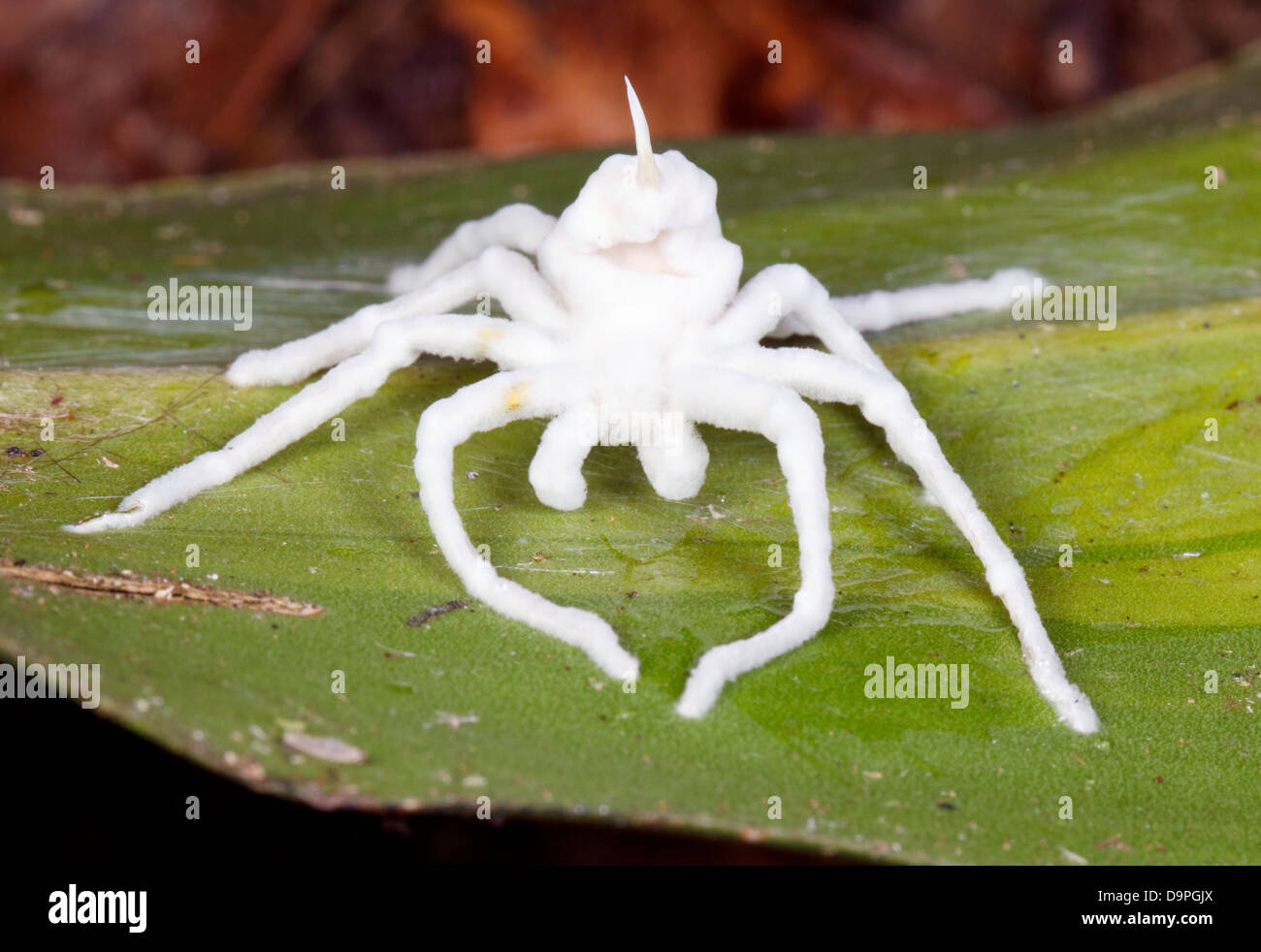 Spider infectés et tués par un champignon Cordyceps. Corps entièrement recouverts d'hyphes de champignons blancs. Dans la forêt tropicale, l'Équateur Banque D'Images