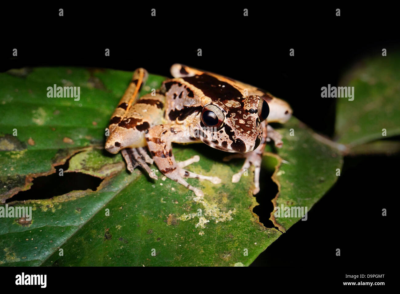 Huia cavitympanum trou dans la tête de grenouille penché Hot Springs, le Parc de Kinabalu, Sabah en Malaisie. Endémique à Bornéo Banque D'Images