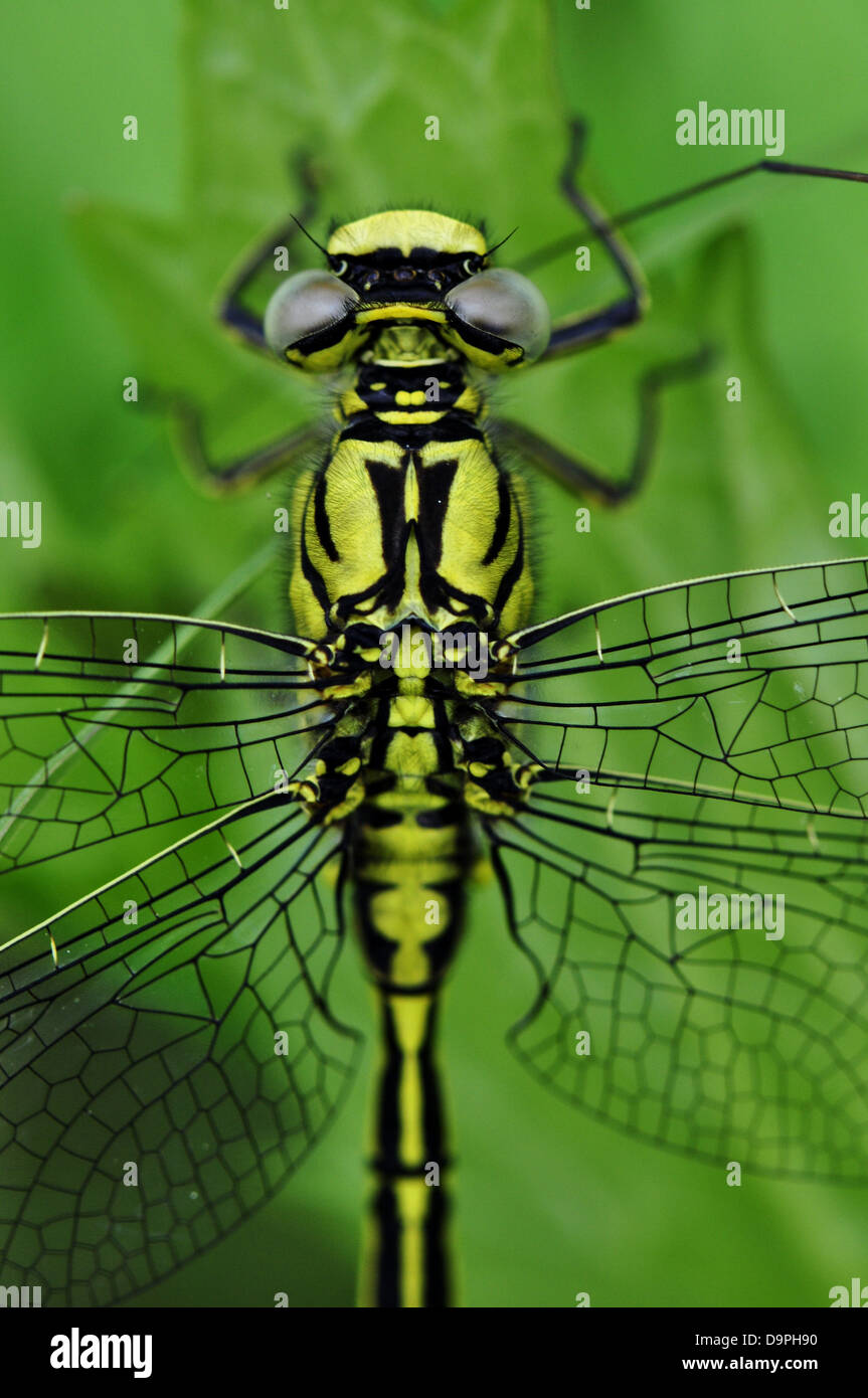 Libellule insecte macro insectes prédateurs voir l'eau Banque D'Images