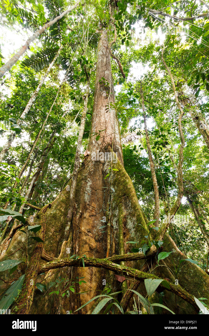 Low angle view of a arge arbre dans la forêt tropicale primaire avec racines contrefort, Equateur Banque D'Images