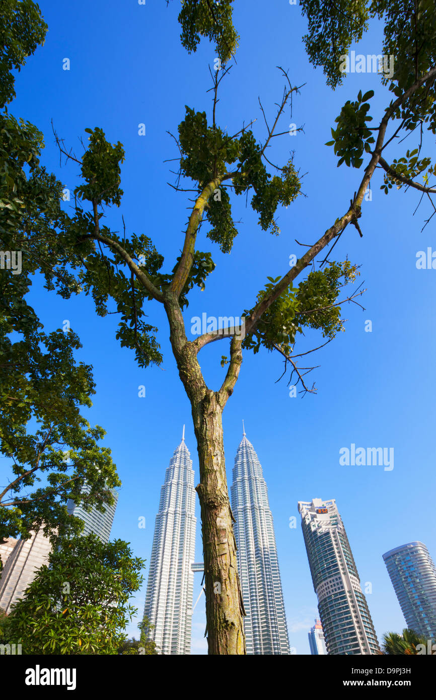 Arbre dans le parc KLCC et des Tours Jumelles Petronas, Kuala Lumpur, Malaisie Banque D'Images