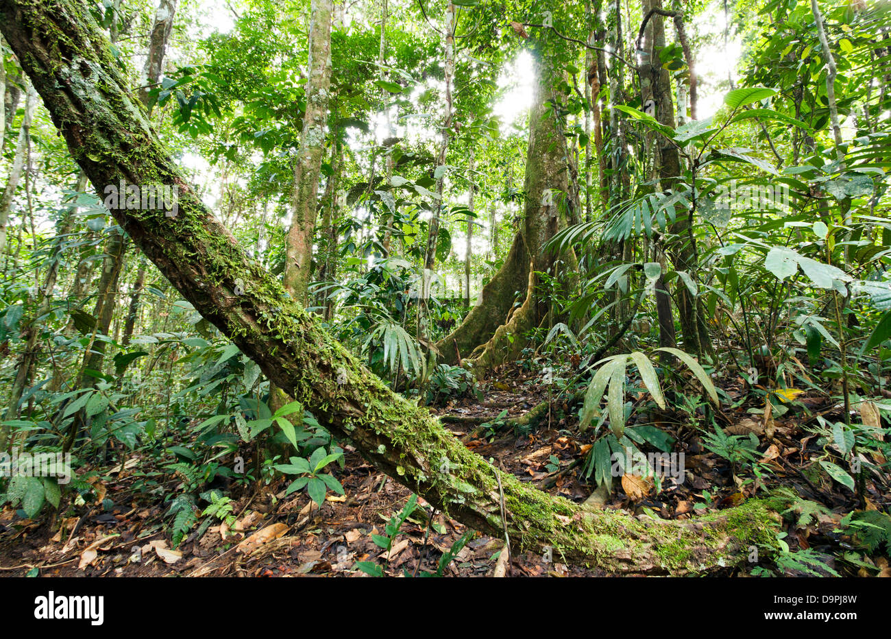 Grand arbre avec contrefort racines dans l'Amazonie équatorienne avec une liane en premier plan Banque D'Images