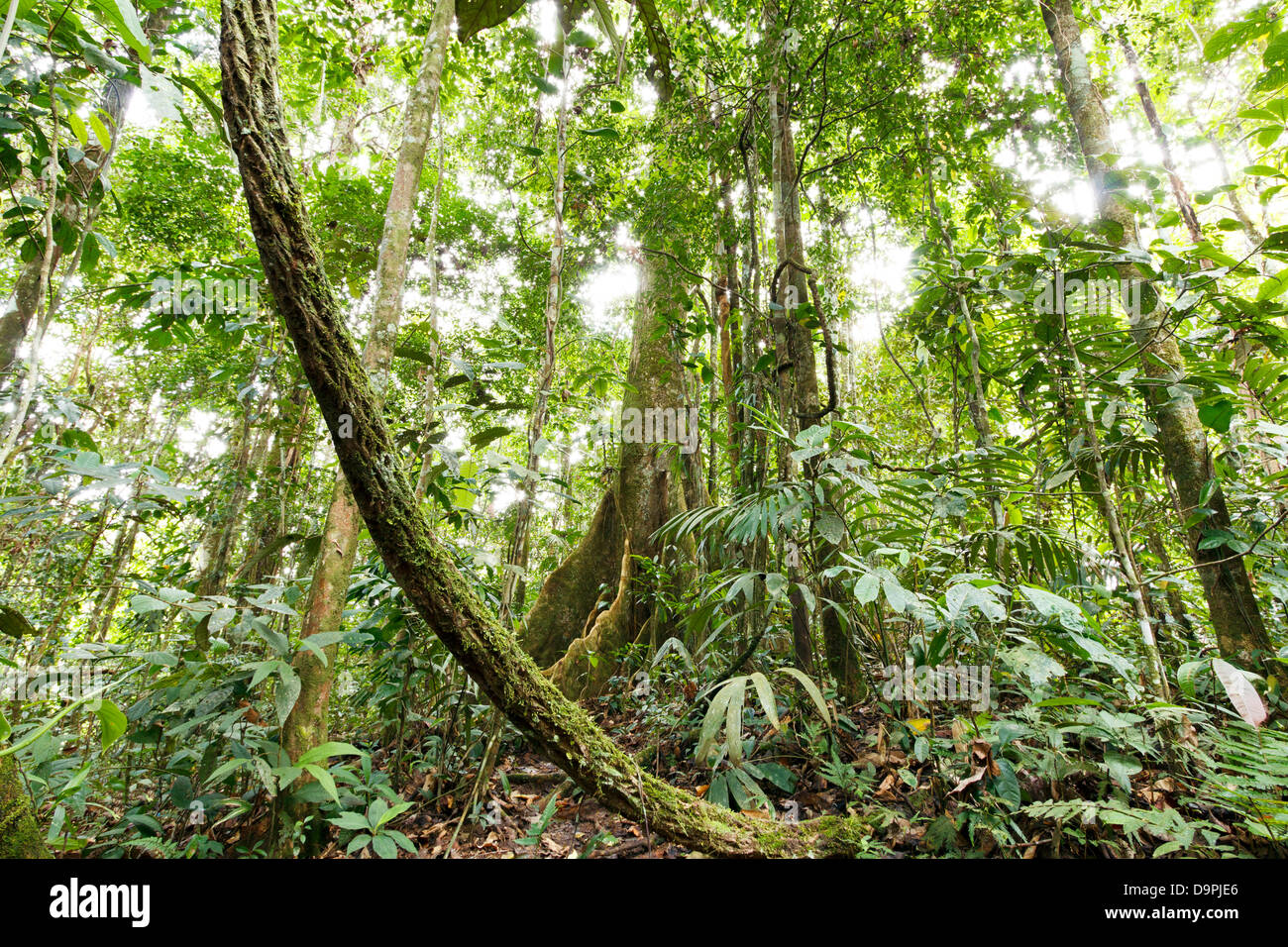 Grand arbre avec contrefort racines dans l'Amazonie équatorienne avec une liane en premier plan Banque D'Images