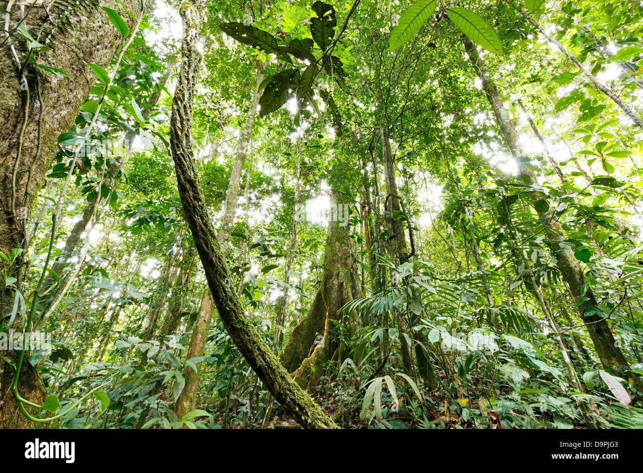 Grand arbre avec contrefort racines dans l'Amazonie équatorienne avec une liane en premier plan Banque D'Images