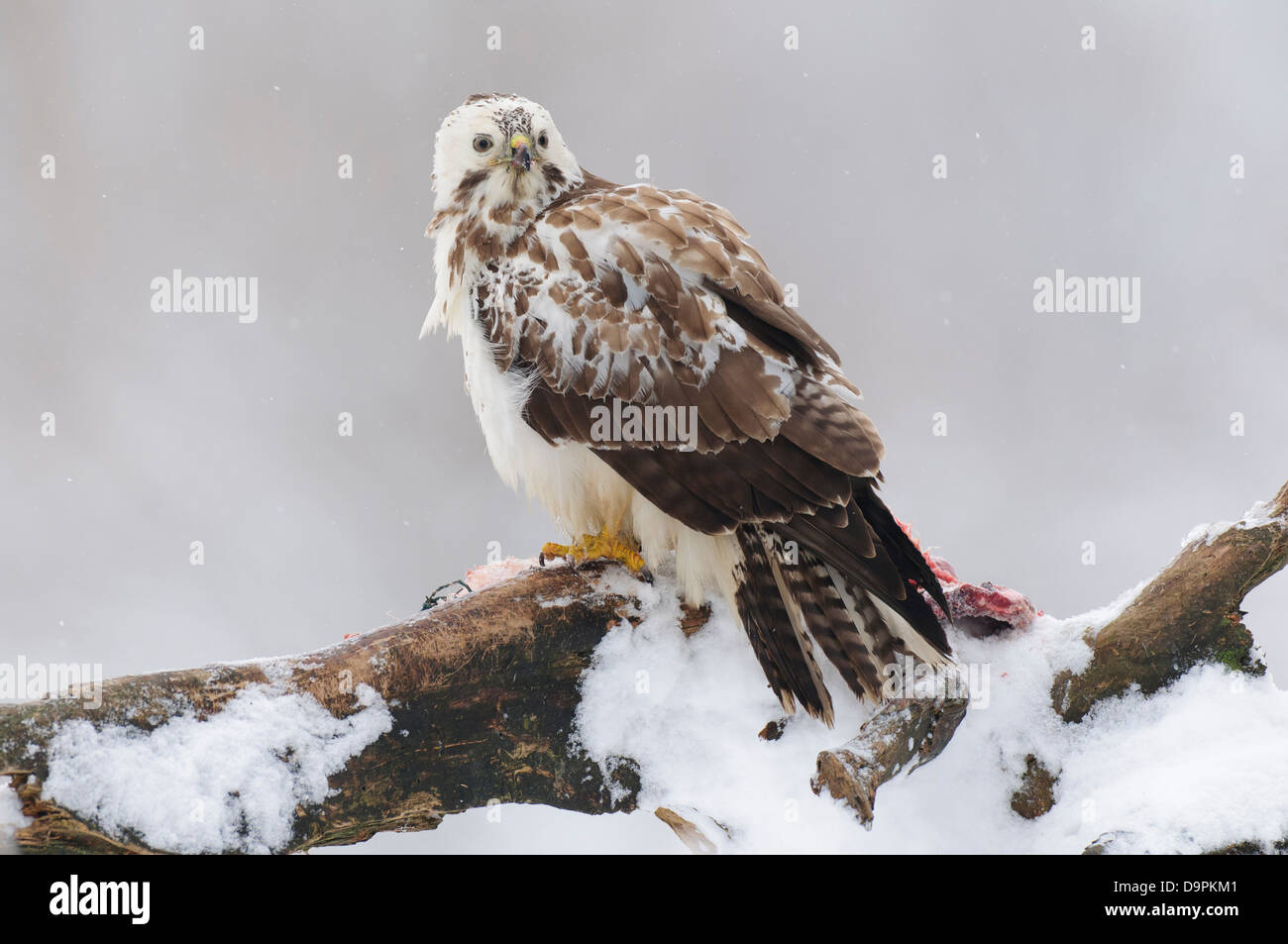 Maeusebussard, Buse variable, Buteo buteo Banque D'Images
