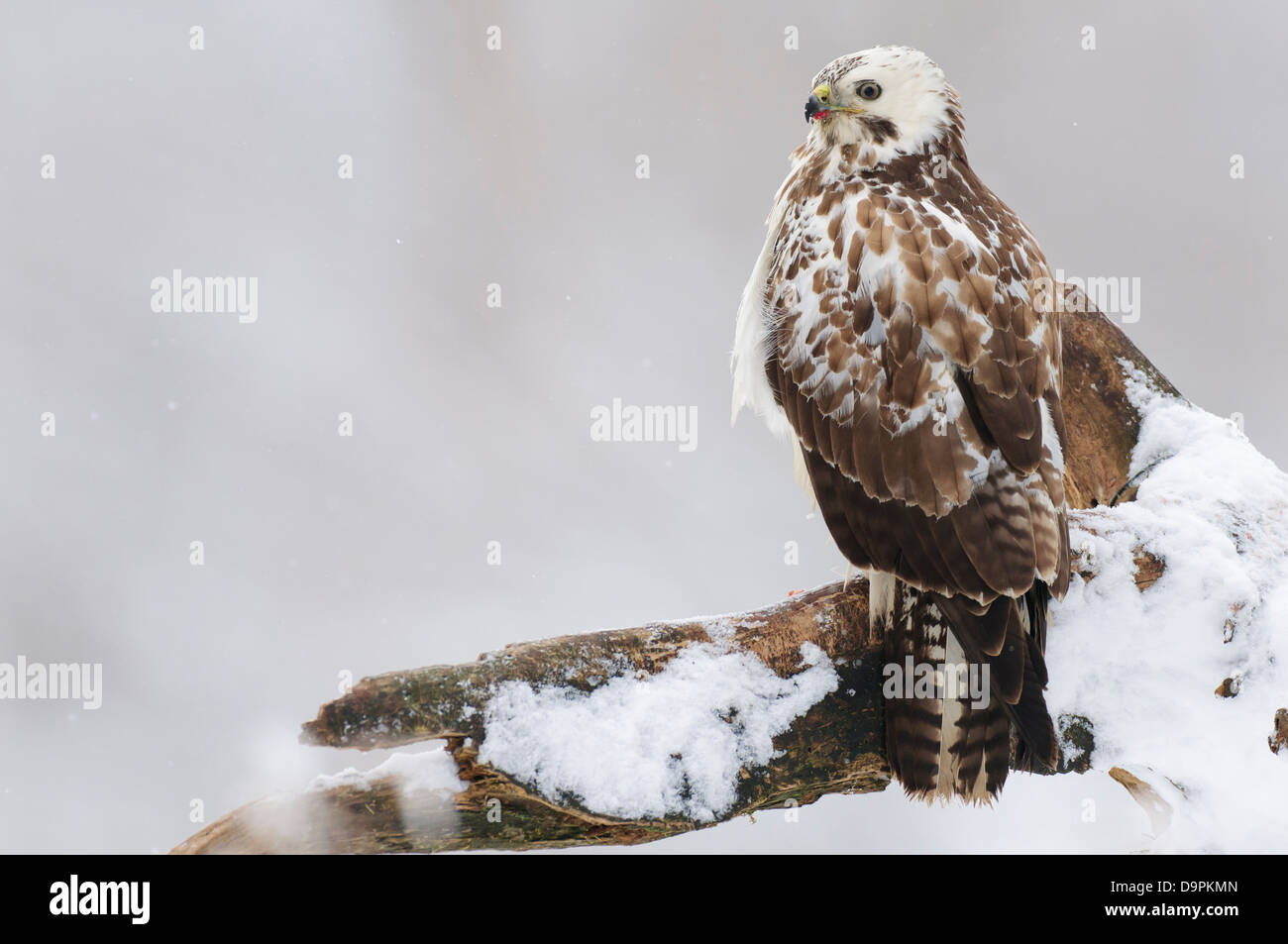 Maeusebussard, Buse variable, Buteo buteo Banque D'Images