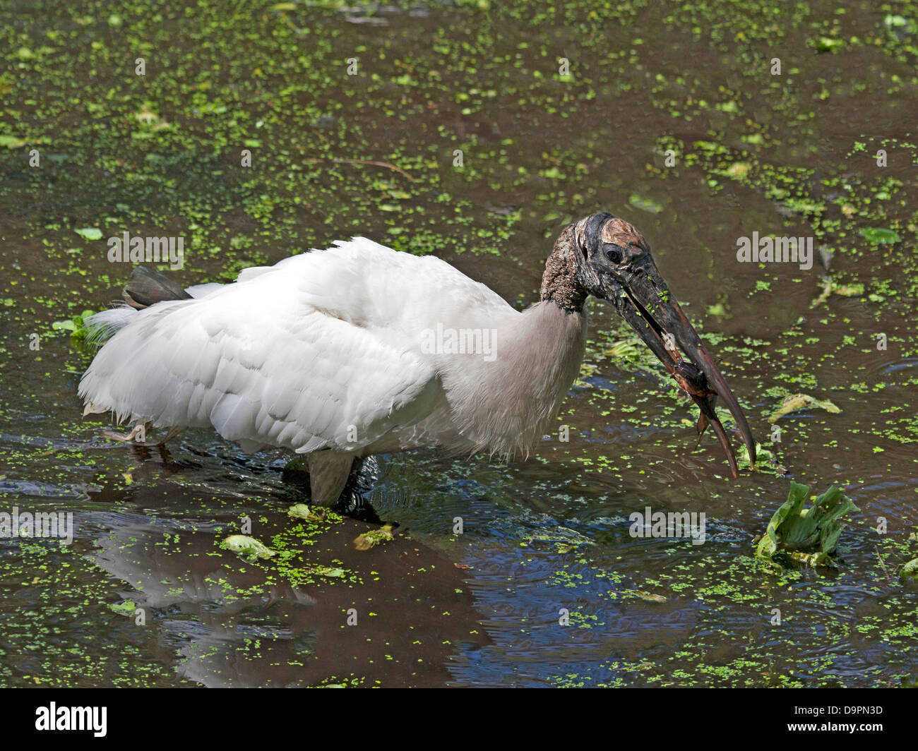 Cigogne en bois la capture de poissons dans le lac Banque D'Images