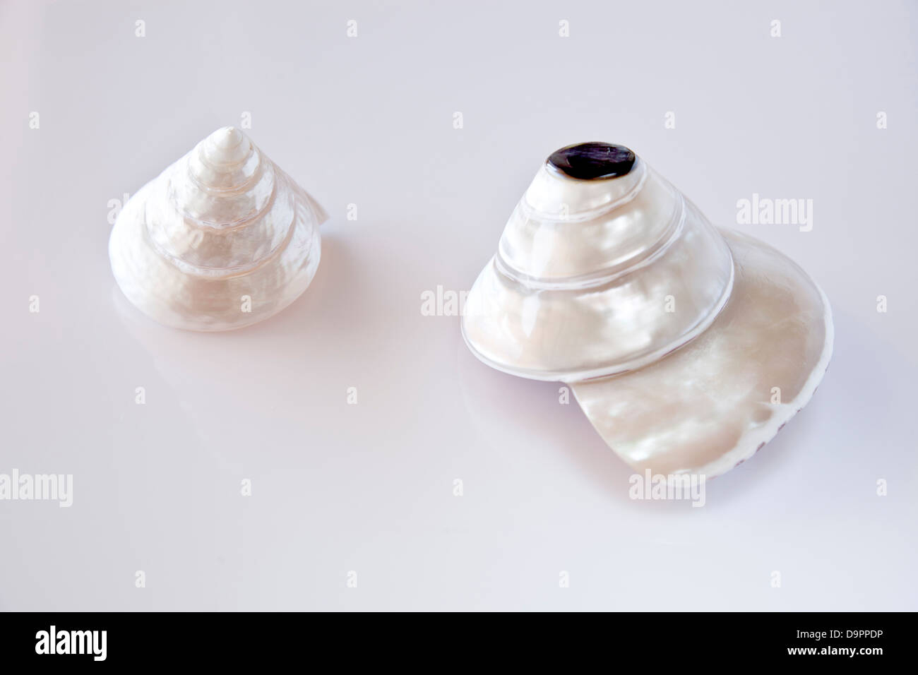 Pearly shells. Banque D'Images