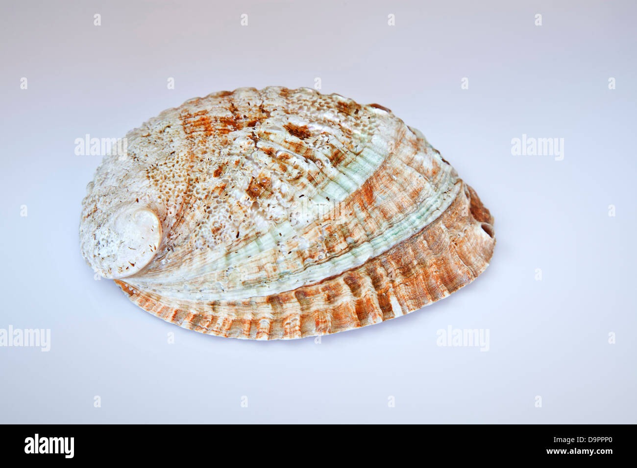 Haliotis shell. Banque D'Images