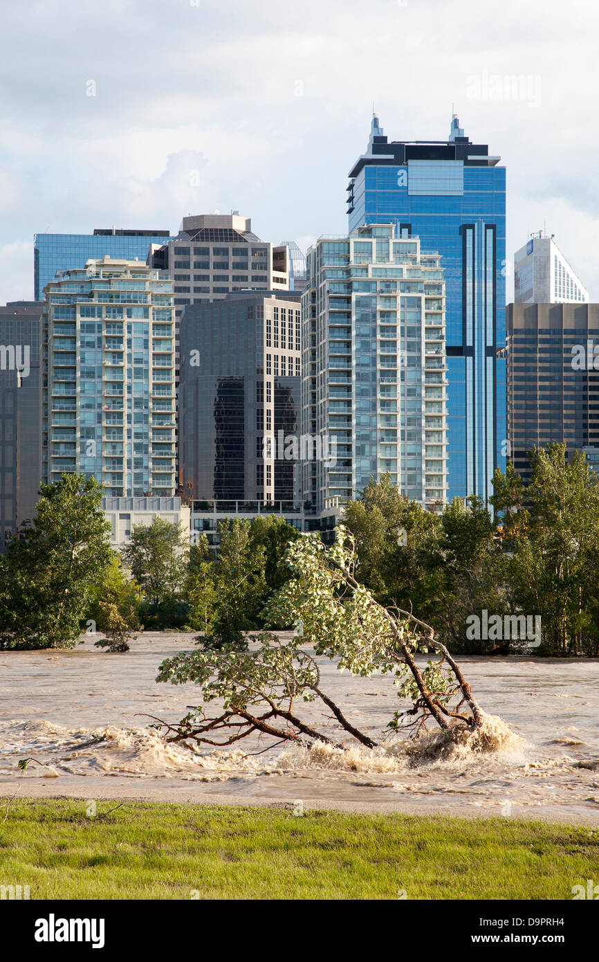 Samedi, 22 juin 2013. L'eau continue de déborder les rives de la rivière Bow, le jour après le pic de crue dans le cœur du centre-ville de Calgary, Alberta, Canada. De fortes pluies ont causé des inondations dans la ville et a donné lieu à déclaration de l'état d'urgence, un ordre d'évacuation obligatoire pour le secteur du centre-ville et de nombreuses zones résidentielles, les fermetures de routes et des pannes de courant. Banque D'Images