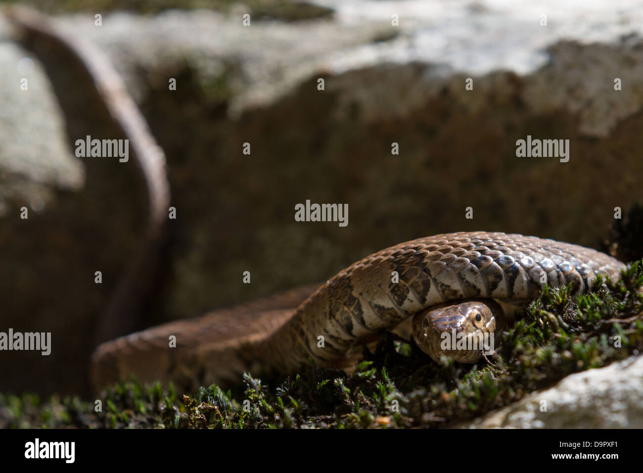 Le sud du serpent d'eau (Nerodia fasciata) reposant sur un rocher dans le Tennessee, USA Banque D'Images