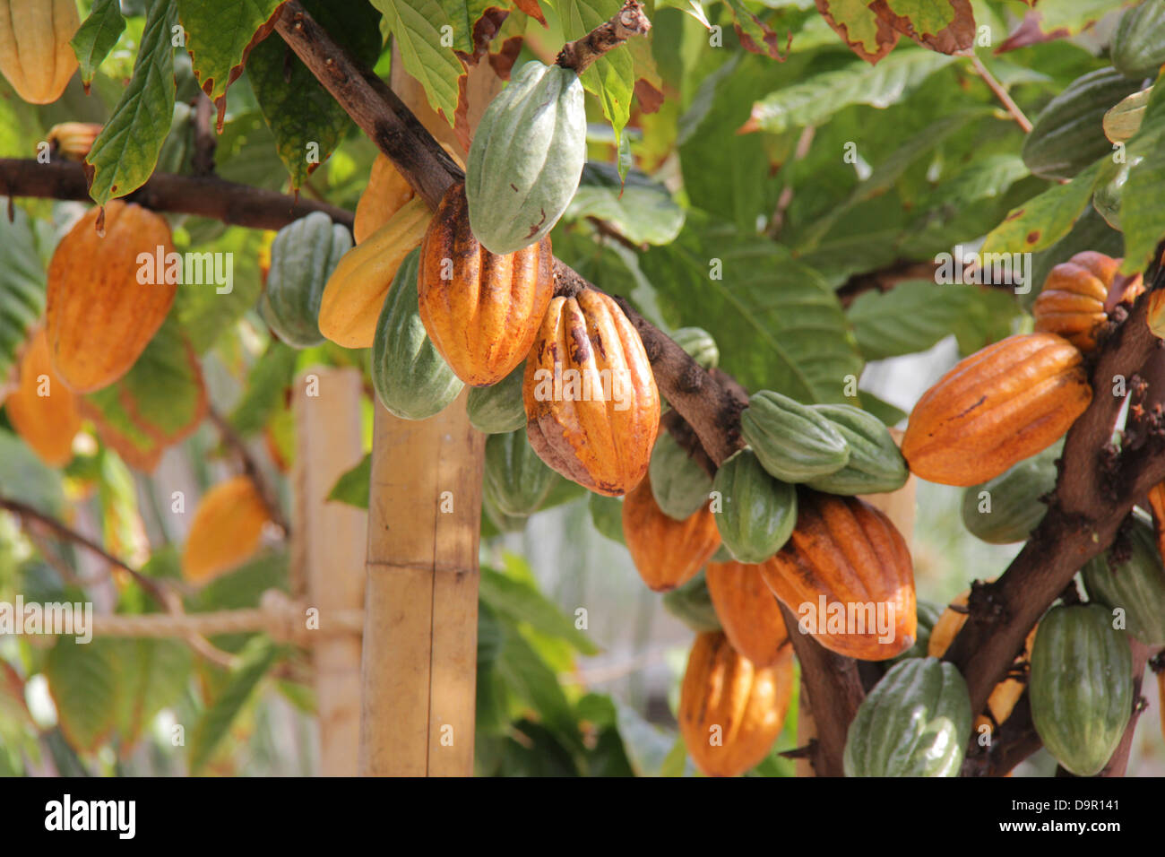 L'agriculture à l'intérieur du fruit de cacao. Banque D'Images
