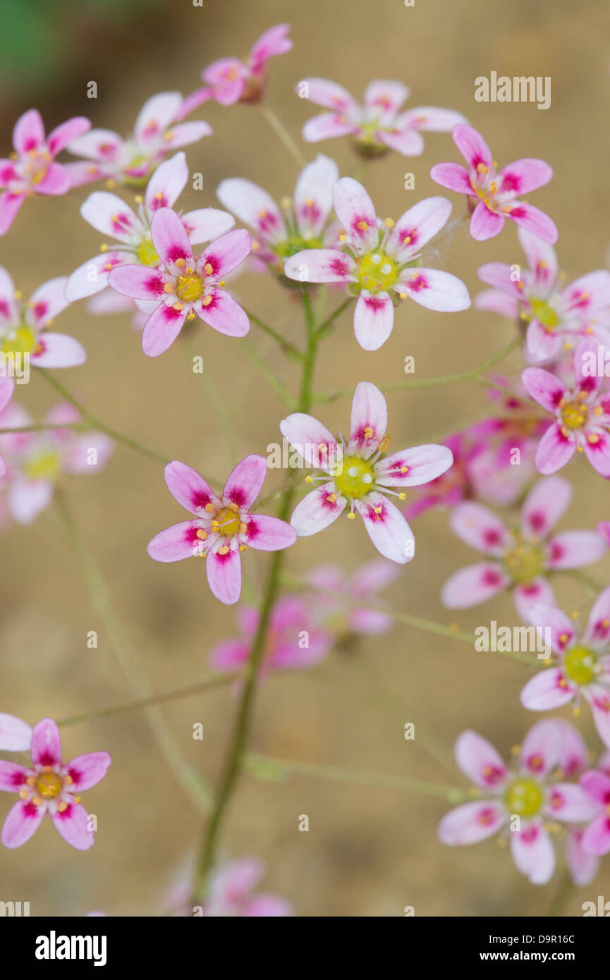 Saxifraga 'Beauté' fleurs Lièvre Knoll Banque D'Images