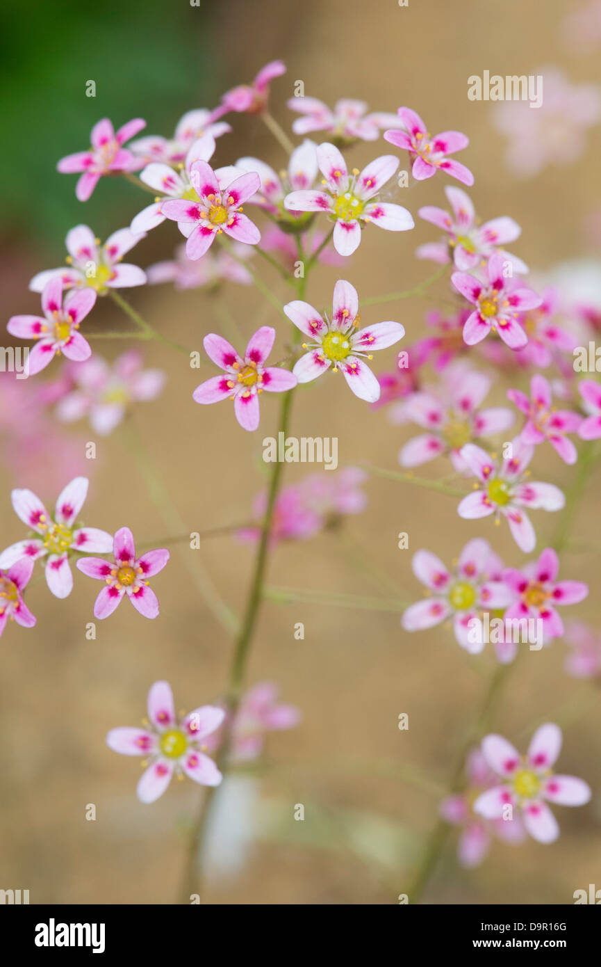 Saxifraga 'Beauté' fleurs Lièvre Knoll Banque D'Images