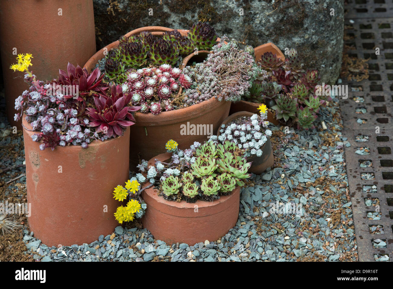 Sempervivum. Houseleek afficher dans les pots de fleurs à RHS Wisley Gardens. L'Angleterre Banque D'Images