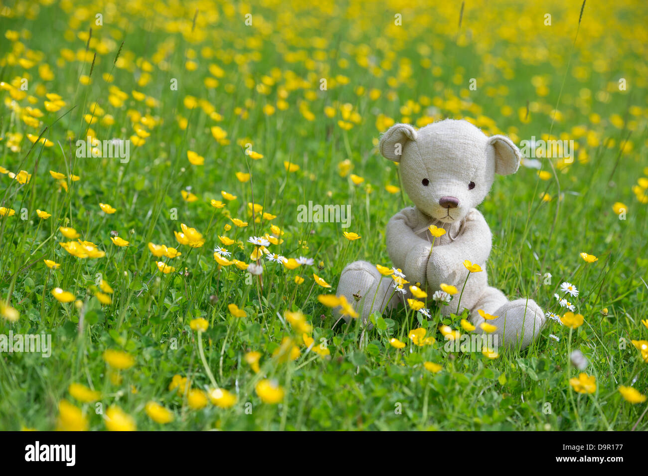 Ours en peluche tenant un bouton d'or dans une prairie Banque D'Images